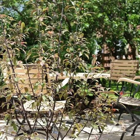 Tolle In Einem Reetgedeckten Haus Apartment Nieblum